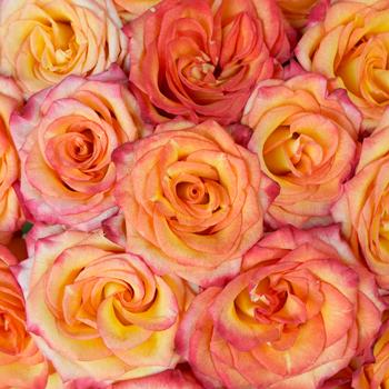 Buy Online High quality and Fresh Bicolor Orange Rose - Greenchoice Flowers