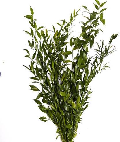 Buy Online High quality and Fresh Italian Ruscus - Greenchoice Flowers