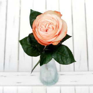 Buy Online High quality and Fresh Kahala Rose - Greenchoice Flowers