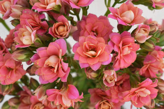 Buy Online High quality and Fresh Lovable Pink Kalanchoe - Greenchoice Flowers