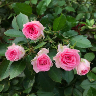 Buy Online High quality and Fresh Spray Rose Bombastic - Greenchoice Flowers