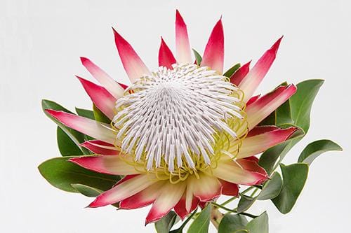 Protea Pink King Madiba 40cm  (African Flower)