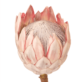 Protea Pink King 40cm  (African Flower)