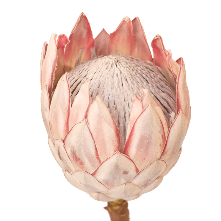 Protea Pink King 40cm  (African Flower)