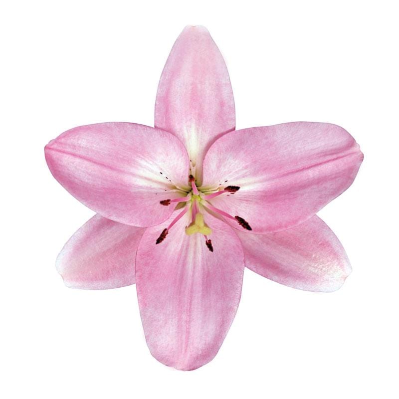 Buy Online High quality and Fresh LA Lily Albufeira - Greenchoice Flowers