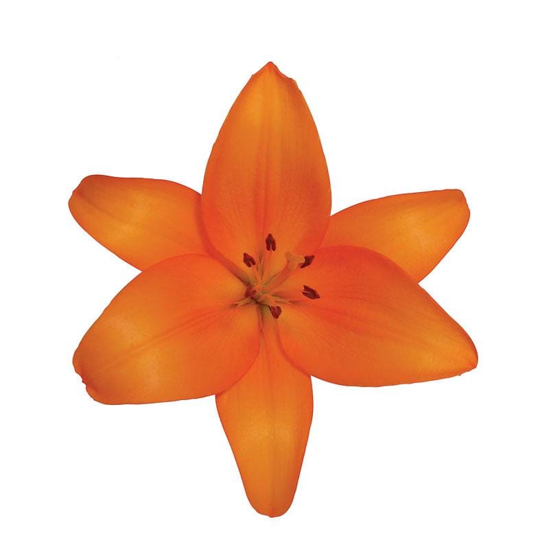 Buy Online High quality and Fresh LA Lily Honesty - Greenchoice Flowers