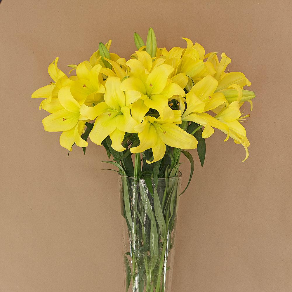 Buy Online High quality and Fresh LA Lily Yellow - Greenchoice Flowers