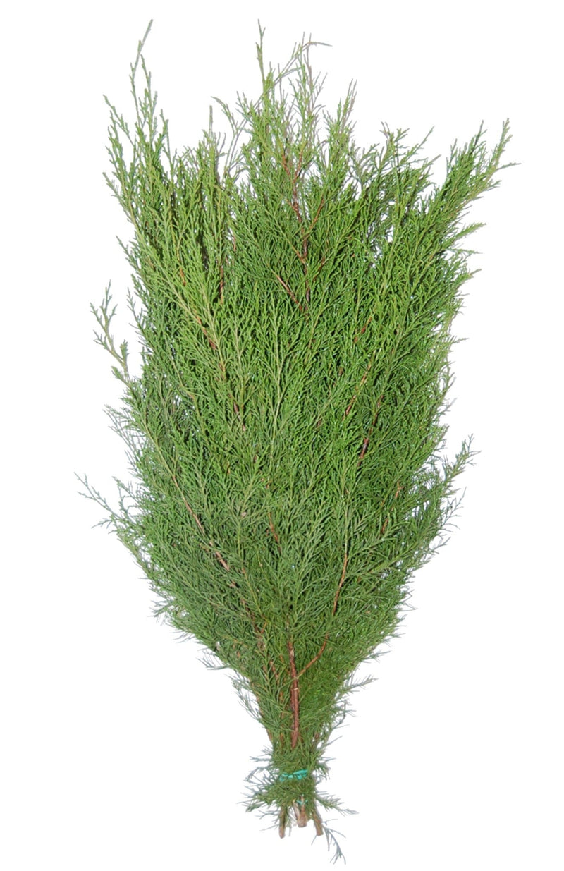 Lacy Cedar Holiday Green Christmas Pine Bunch (Fresh Cut)