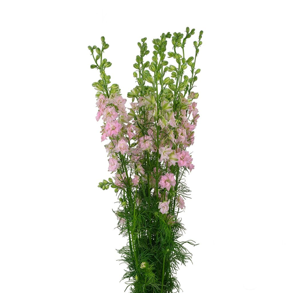 Buy Online High quality and Fresh Larkspur Pink Perfection - Greenchoice Flowers