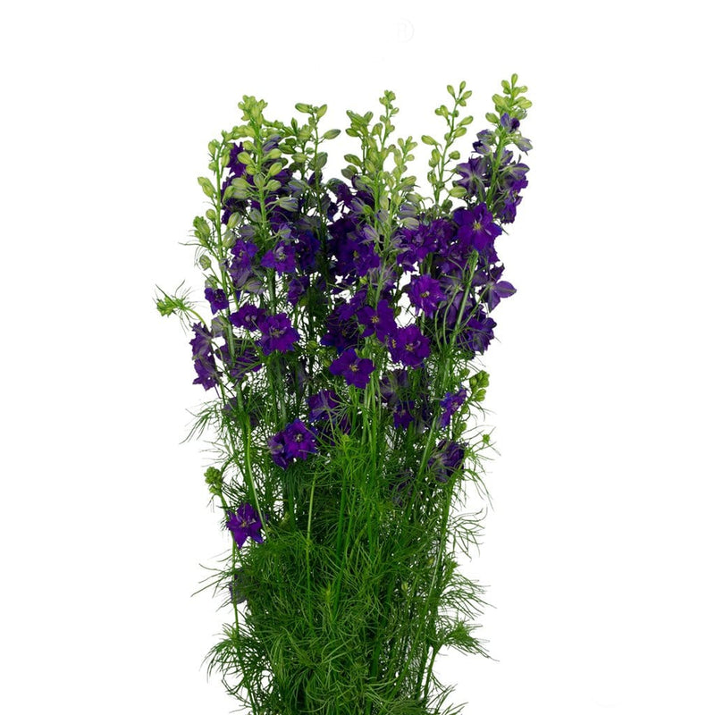 Buy Online High quality and Fresh Larkspur Blue Spire - Greenchoice Flowers