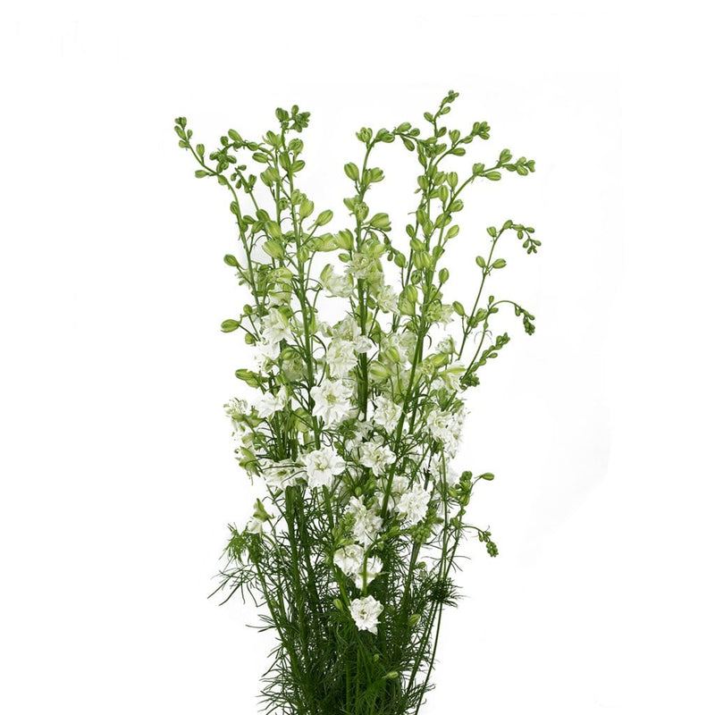 Buy Online High quality and Fresh Larkspur White King - Greenchoice Flowers