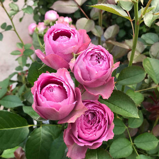 Buy Online High quality and Fresh Spray Rose Bombastic - Greenchoice Flowers