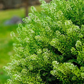 Buy Online High quality and Fresh Lepidium Green Dragon - Greenchoice Flowers