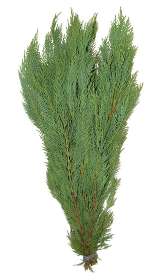 Leyland Flat Cedar Holiday Green Christmas Bunch (Fresh Cut)