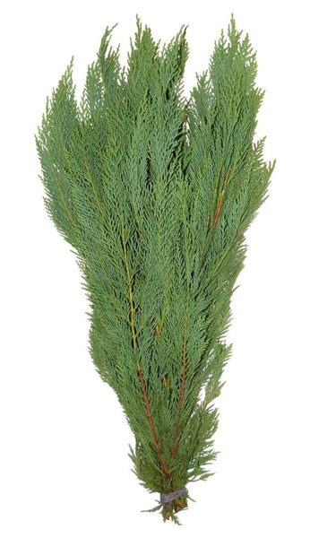 Leyland Flat Cedar Holiday Green Christmas Bunch (Fresh Cut
