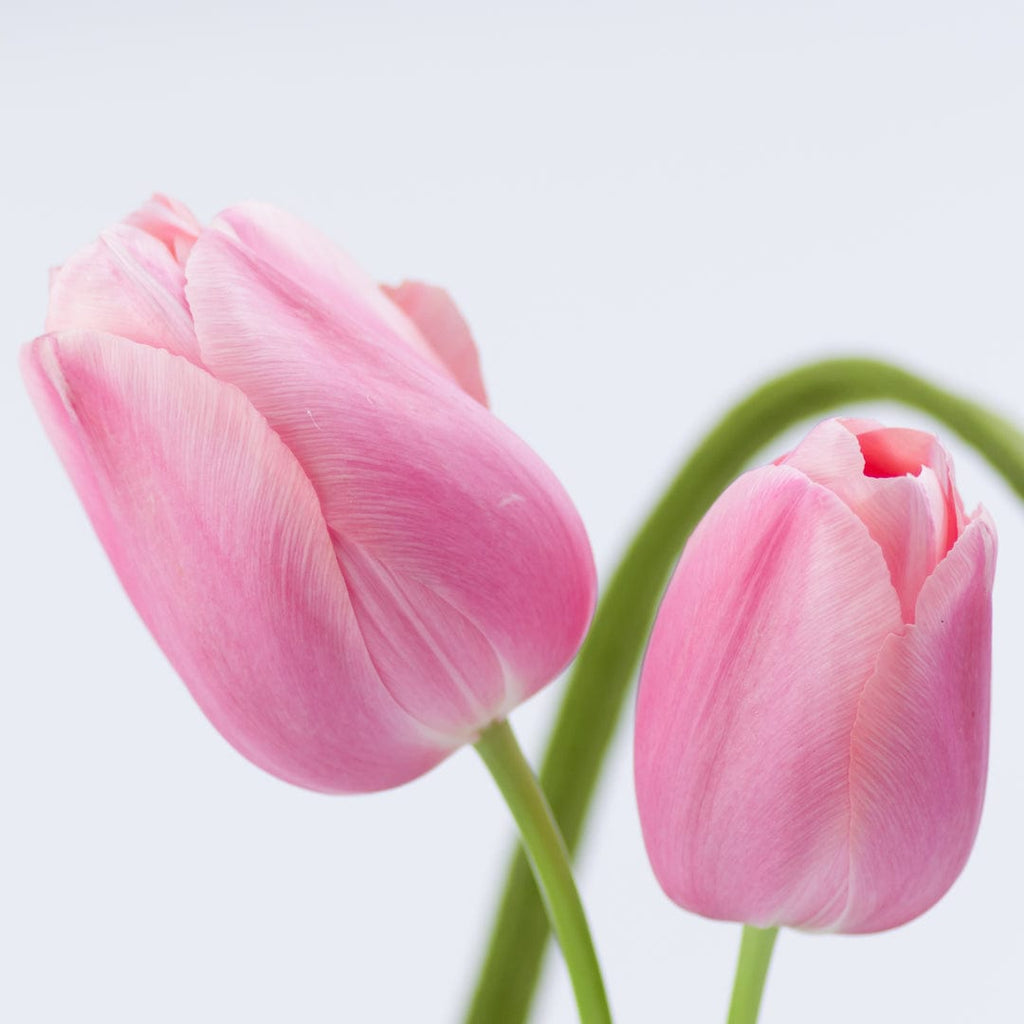 Weekly Dutch Flowers light pink tulip high quality