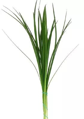 lily grass flower Lily Grass Green Greenery Foliage (Fresh Cut)