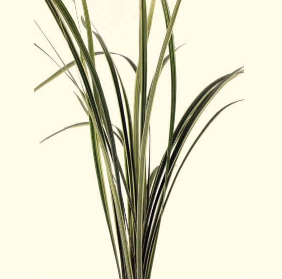 Lily Grass Variegated