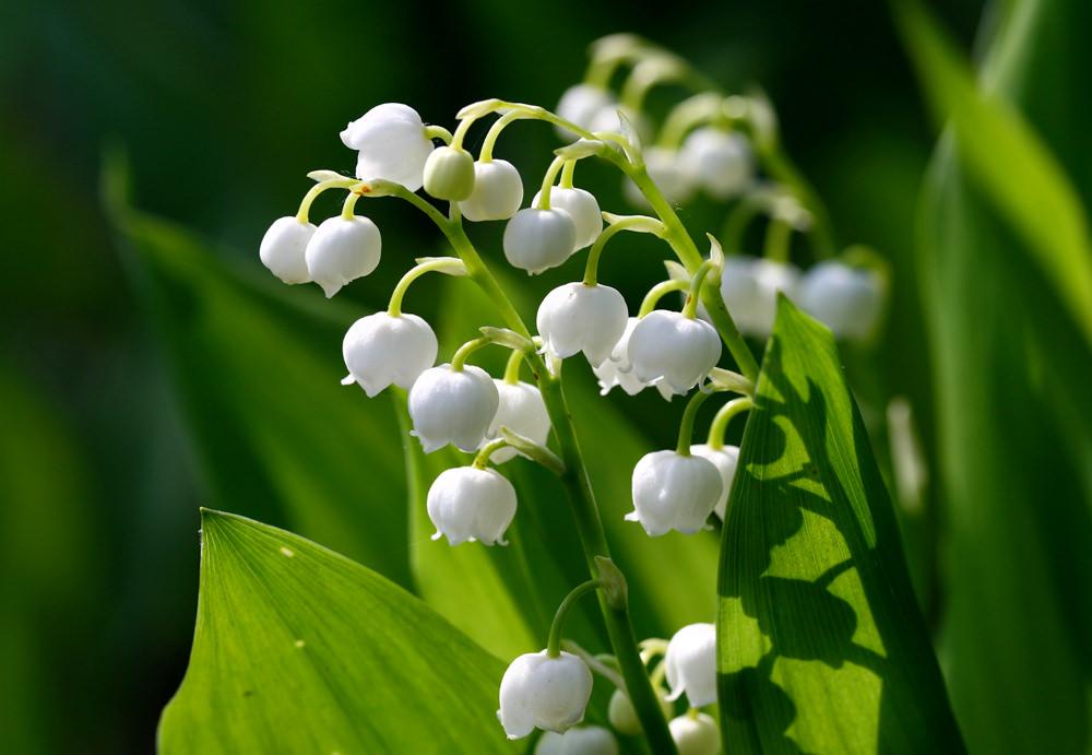 lily flower meaning in bengali Lily of the Valley – Greenchoice Flowers
