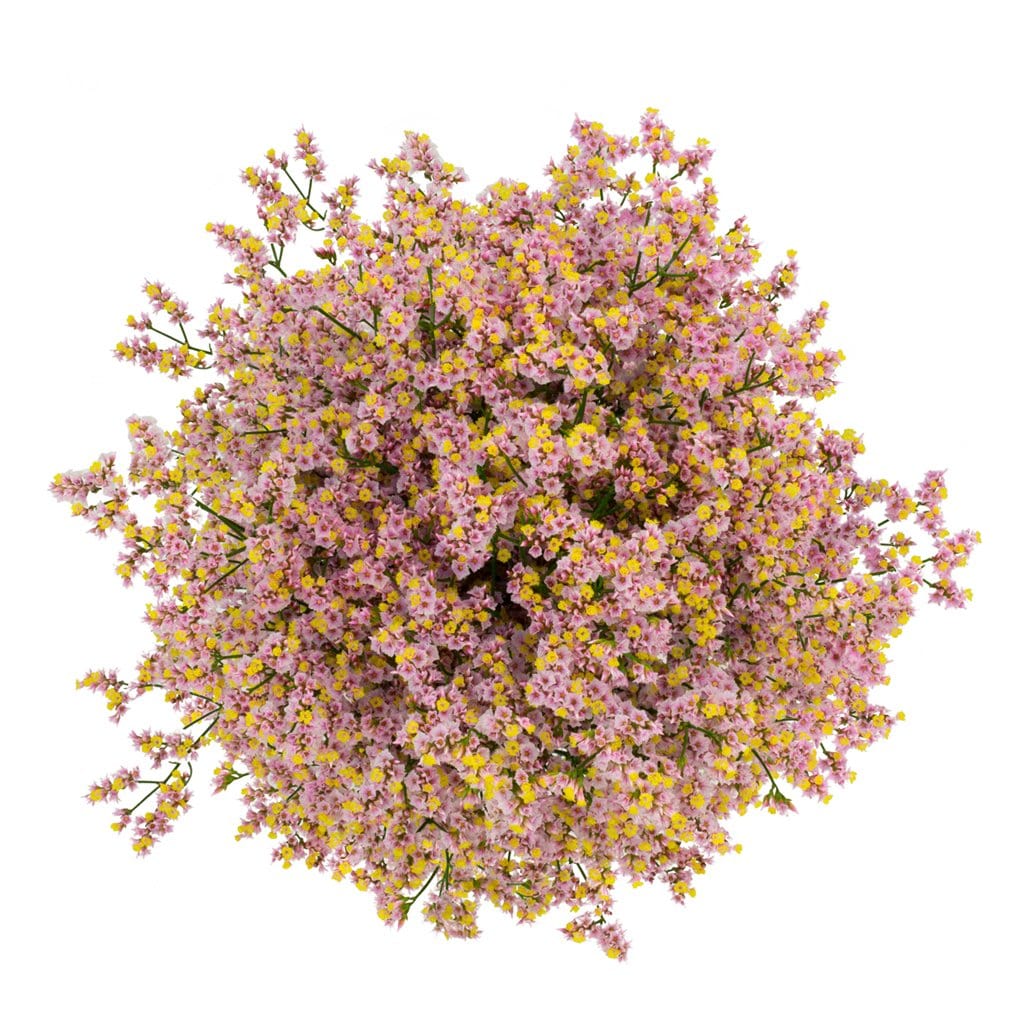 Buy Online High quality and Fresh Limonium Pink - Greenchoice Flowers