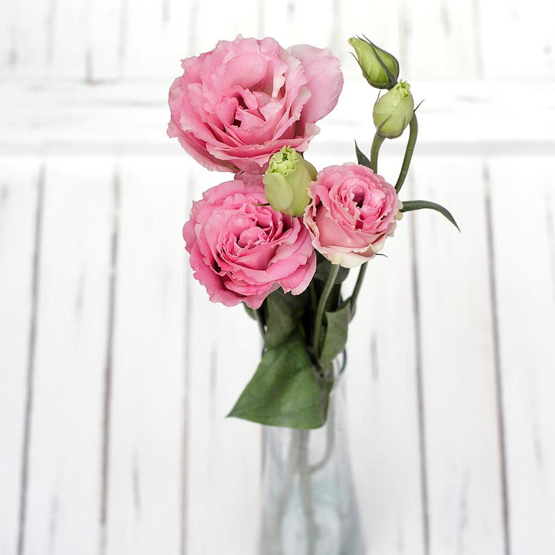 Buy Online High quality and Fresh Pink Lisianthus - Greenchoice Flowers