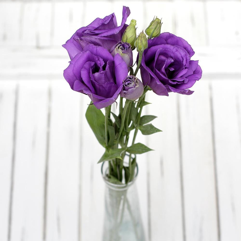 Buy Online High quality and Fresh Purple Lisianthus - Greenchoice Flowers