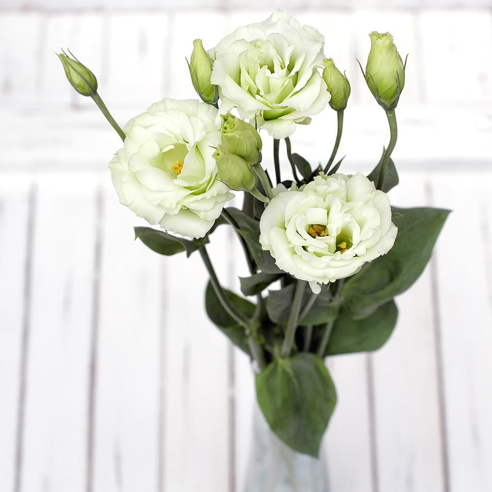 Buy Online High quality and Fresh White Lisianthus - Greenchoice Flowers