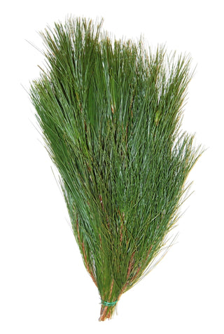 Long Needle Pine