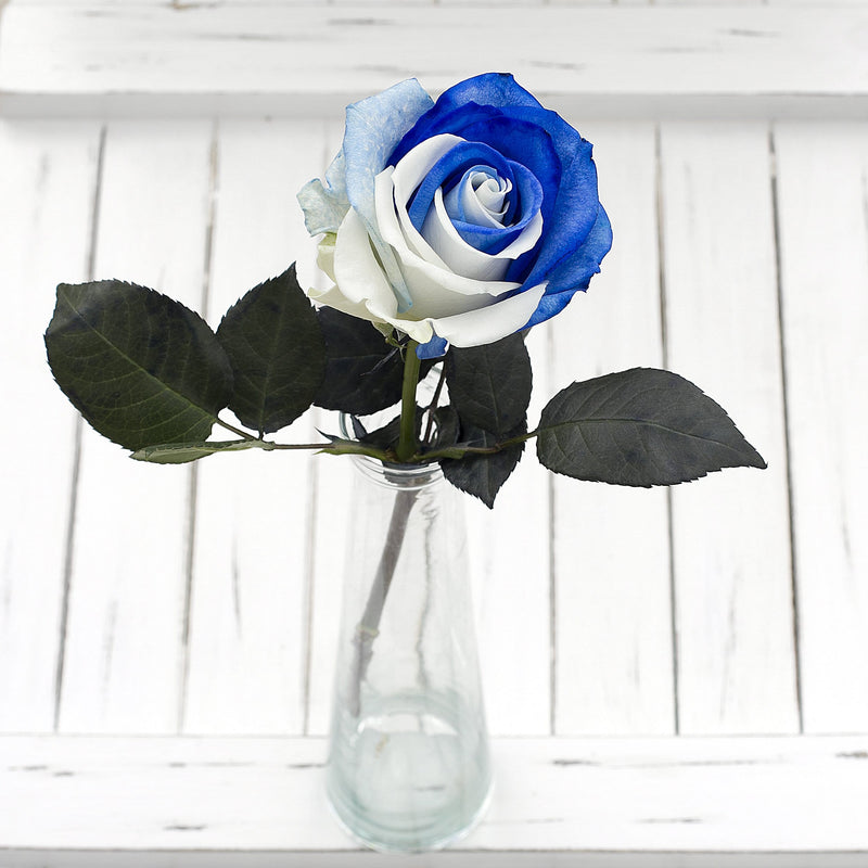 Buy Online High quality and Fresh Blue and White Tinted Rose 25ST - Greenchoice Flowers
