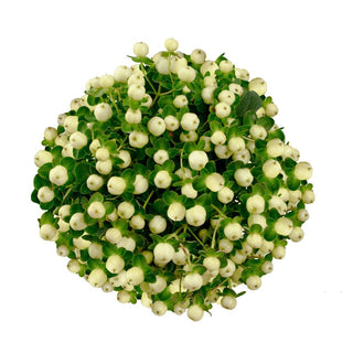 White Hypericum Berries Wholesale Fresh Cut Flower