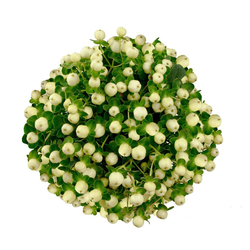 White Hypericum Berries Wholesale Fresh Cut Flower