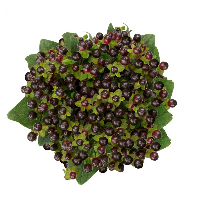 Buy Online High quality and Fresh Hypericum Magical Universe - Greenchoice Flowers