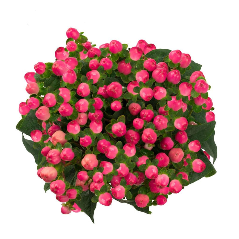 Buy Online High quality and Fresh Hypericum Magical Candy Queen - Greenchoice Flowers