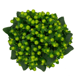 Green Hypericum Berries Wholesale Fresh Cut Flower