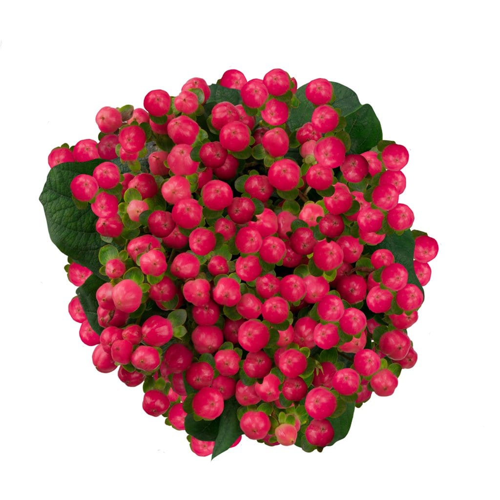 Pink Hypericum Berries Wholesale Fresh Cut Flower