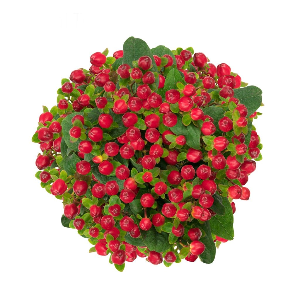 Buy Online High quality and Fresh Hypericum Magical Triumph - Greenchoice Flowers