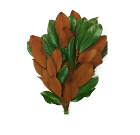 Buy Online High quality and Fresh Magnolia Tips - Greenchoice Flowers