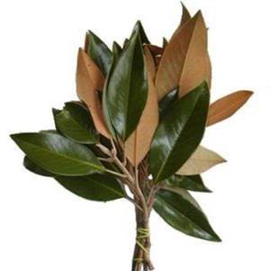 Buy Online High quality and Fresh Magnolia - Greenchoice Flowers