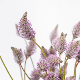 Magical Matilda Filler (Ptilotus exaltatus) Purple Lavender