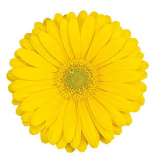 Buy Online High quality and Fresh Gerbera Meriva - Greenchoice Flowers