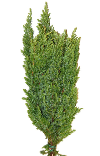 Ming Pine