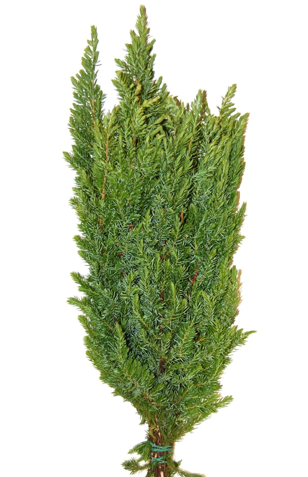 Ming Holiday Green Christmas Pine Bunch (Fresh Cut)