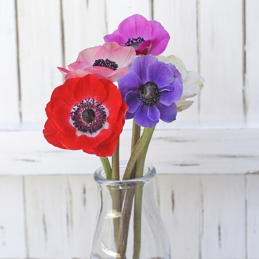 Buy Online High quality and Fresh Assorted Anemones - Greenchoice Flowers