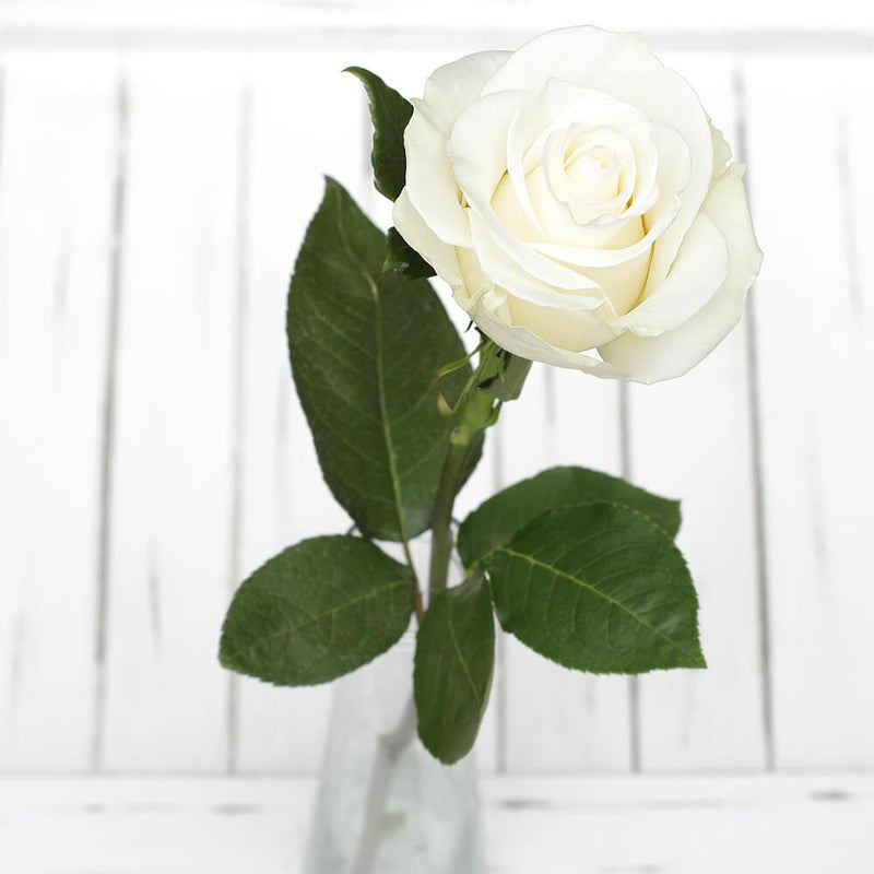 Buy Online High quality and Fresh White Rose - Greenchoice Flowers