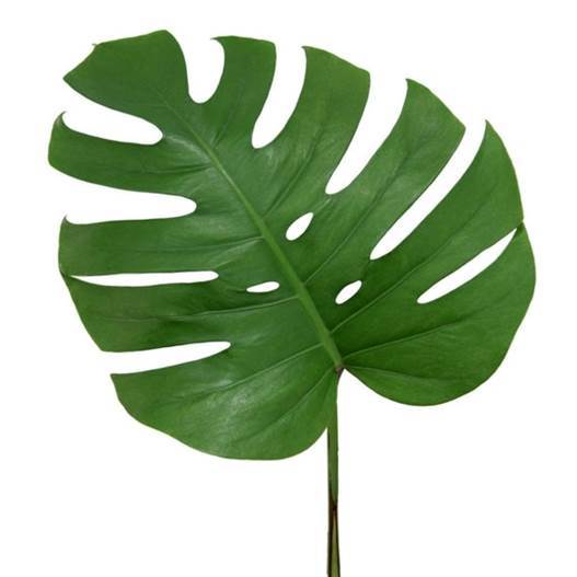 cut monstera leaf Monstera Leaves Greenery Large 18"-24" (Fresh Cut)