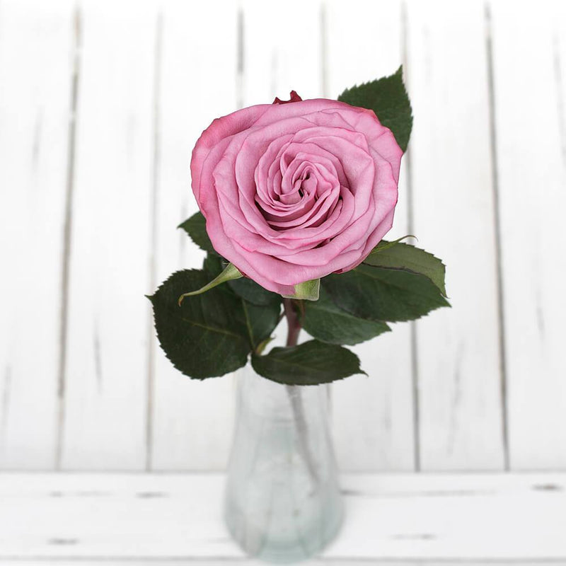 Buy Online High quality and Fresh Moody Blues Rose - Greenchoice Flowers