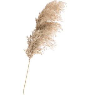 Buy Online High quality and Fresh Natural Dried Pampas Grass (100 cm) - Greenchoice Flowers