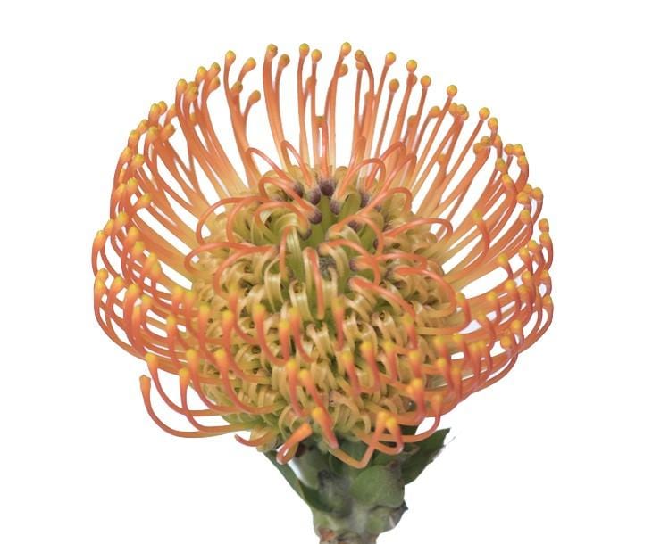 Protea Neena 40cm  (African Flower)