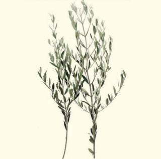 Olive Branches