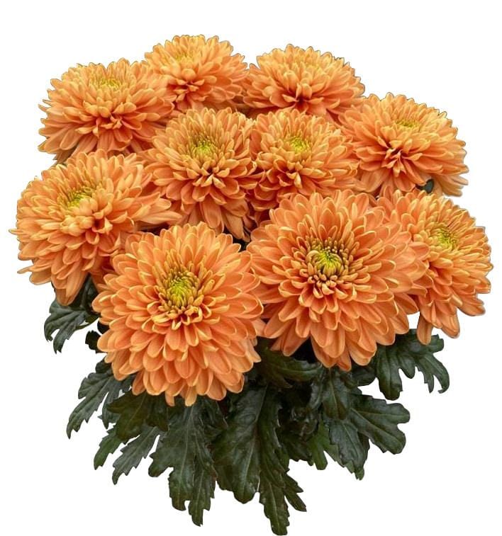 Buy Online High quality and Fresh Orange Mums - Greenchoice Flowers